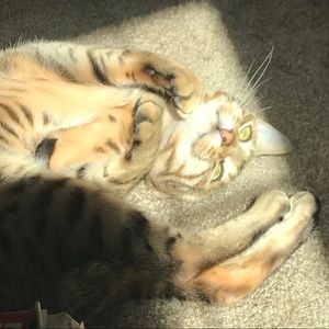 Meet your Posher, Shivan